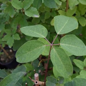 Akebia quinata 150-175 cm